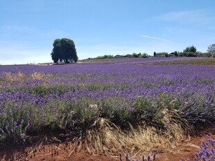 紫色薰衣草田的美丽风光