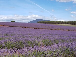 紫色薰衣草田的迷人风光