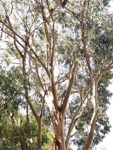 高大树木展现自然之美