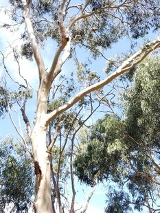 高大挺拔的树木