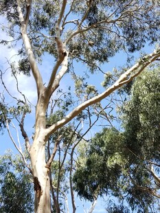 高大挺拔的桉树