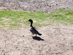 草地边行走的黑色鸭子