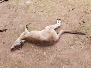 躺卧在泥地袋鼠