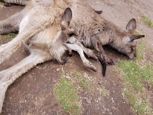 两只袋鼠躺地休憩