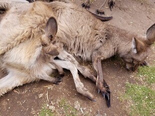 地上休憩的几只袋鼠