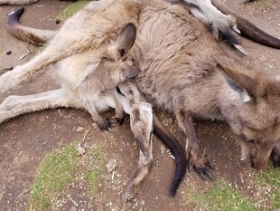 一群袋鼠躺卧在地面上