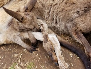 袋鼠母子亲昵依偎