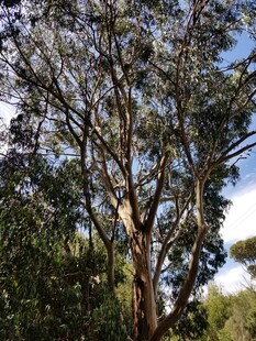 高大繁茂的户外树木景象
