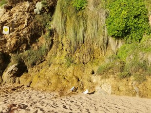 山间岩壁下的自然景致