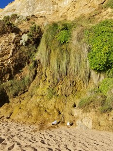 海岸边的岩石绿植景观