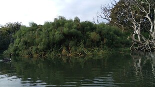 河畔葱郁绿植映于水面