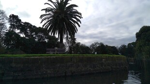 河畔棕榈树景观