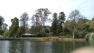 湖畔绿树成荫的自然景致