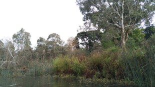 河畔树林自然风景图