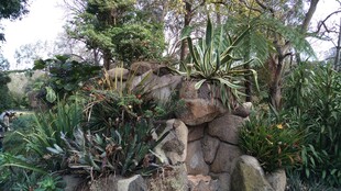 自然风岩石绿植景观