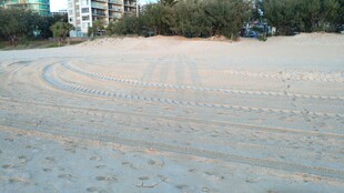 沙滩上的车辙痕迹