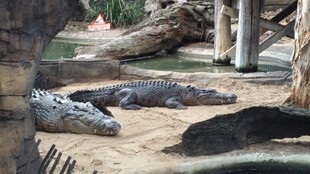 动物园中休憩的鳄鱼群