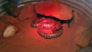 红色灯光下的盘绕蛇类