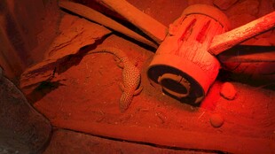 红色灯光下的蜥蜴