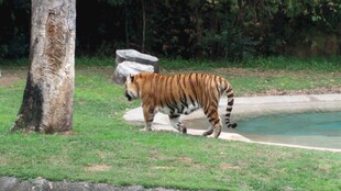 草地上漫步的斑斓老虎