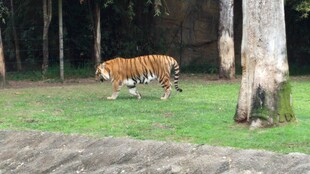 漫步草地的斑斓老虎