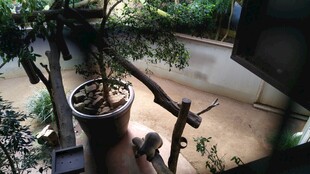 室内绿植与木质装饰景观