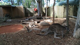 动物园中休憩的动物们