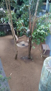 庭院中的绿植与地面景观