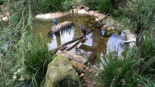 自然风户外石砌小水景