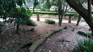 林间小径的静谧景致