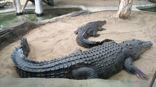 池边休憩的鳄鱼