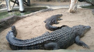 岸边休憩的鳄鱼