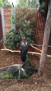 庭院中站立的黑羽火鸡