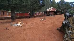 澳大利亚动物园