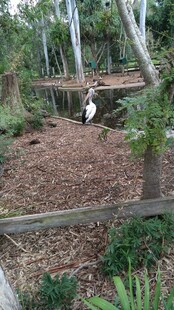 花园中漫步的黑白小鸟