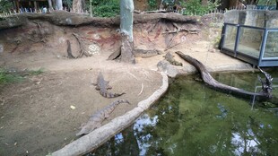 动物园中的动物栖息场景