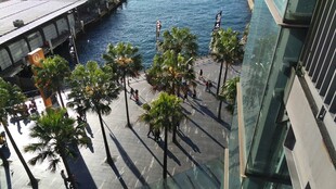 海滨城市的棕榈树景观