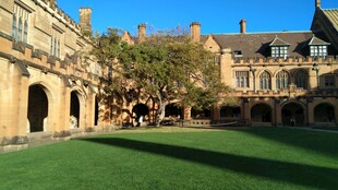 古老庭院中的葱郁大树