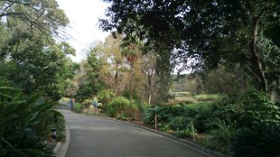 林间蜿蜒小径 绿意盎然