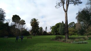 公园中的宁静绿意场景