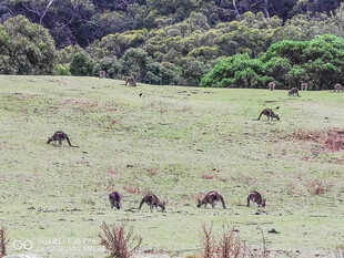 草原上的动物群