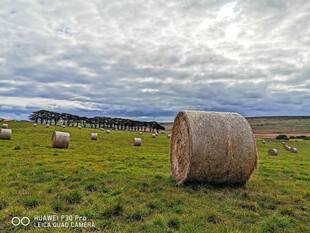 草原上的干草垛与羊群