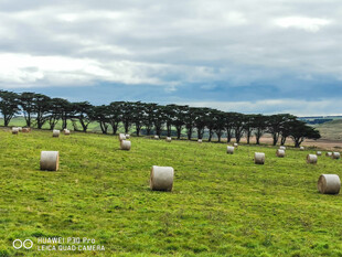 草原上的草垛与树木景观