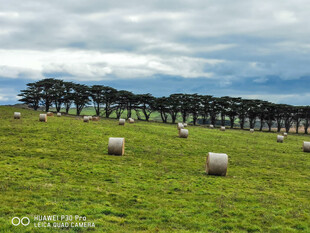 草原上的草垛与树木风景