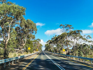 公路延伸于葱郁树林间