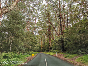 林间蜿蜒公路 自然美景