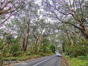 林间公路上的行驶车辆