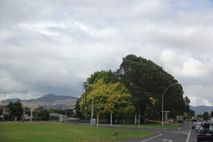 公路旁绿意盎然的风景