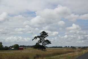 田野孤树风景图