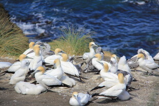 海边栖息的一群海鸟